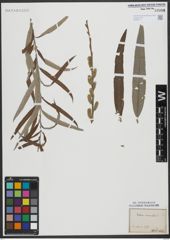 Foto von Salix viminalis L.
